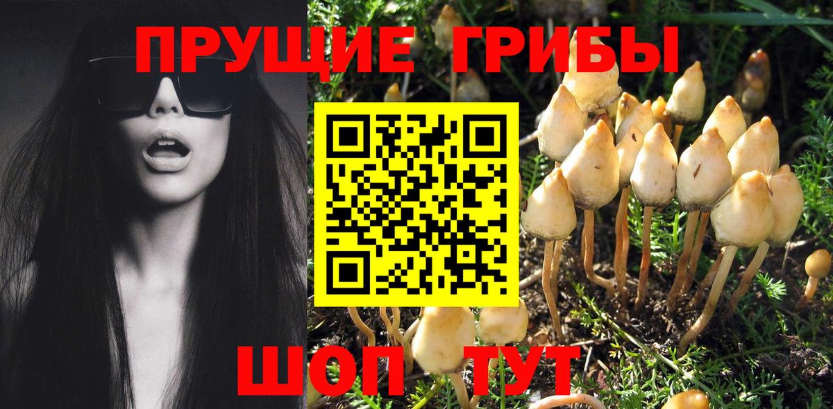 Псилоцибиновые грибы Cubensis Отрадное